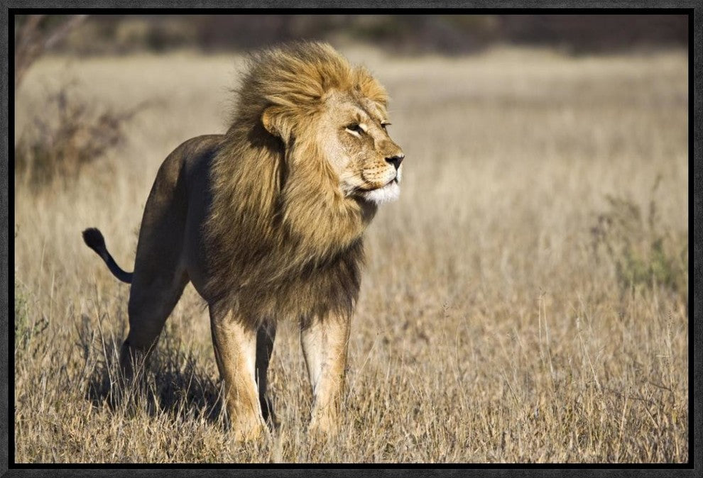 "African Lion male, Khutse Game Reserve, Botswana"  by Vincent Grafhorst, 19x13"