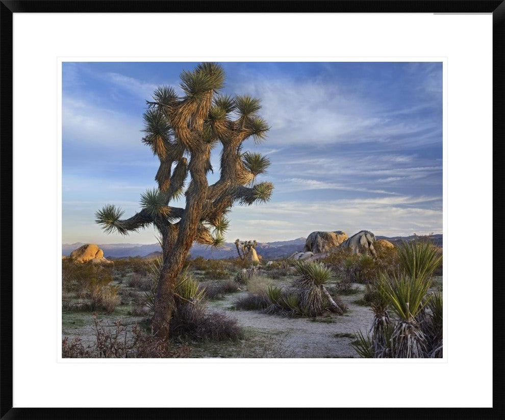 "Joshua Tree, Joshua Tree National Park, California"  by Tim Fitzharris, 32x26"