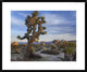 "Joshua Tree, Joshua Tree National Park, California"  by Tim Fitzharris, 32x26"