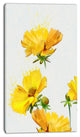 Beautiful Yellow Flowers on White, Floral Canvas Art Print, 16"x32"