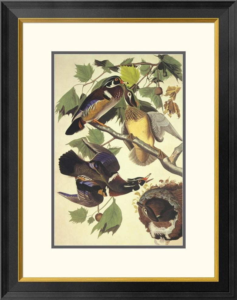 "Summer Or Wood Duck" Framed Digital Print by John James Audubon, 22x28"