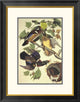 "Summer Or Wood Duck" Framed Digital Print by John James Audubon, 22x28"
