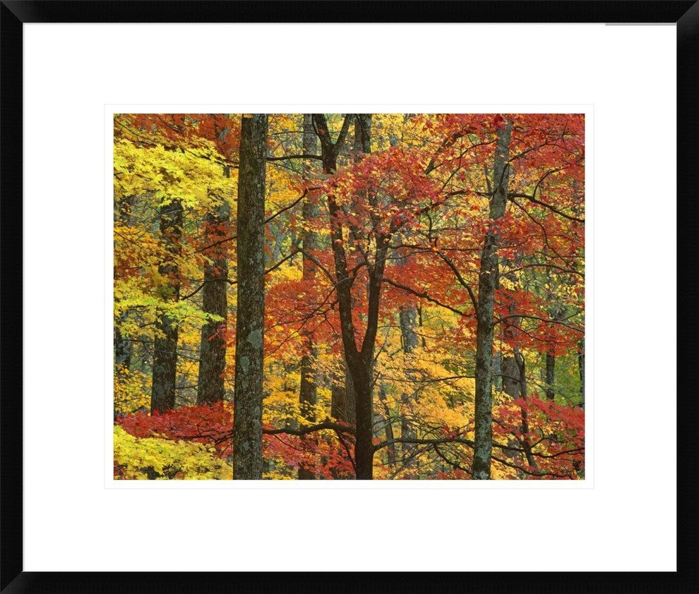 Maple Trees In Autumn, Great Smoky Mountains National Park, Tennessee, 22"x18"