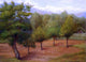 Edward Stieglitz Spring Landscape, Gallery Wrapped Canvas Print, 21"x28"