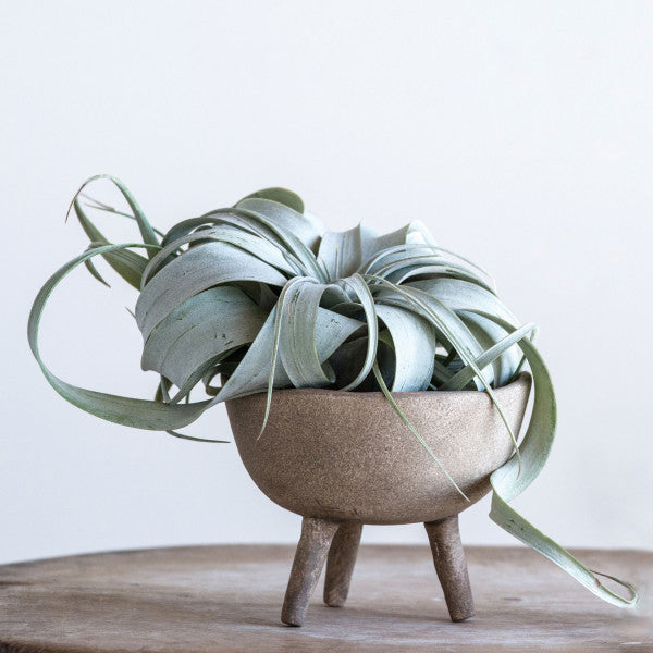 Matte Taupe Terracotta Footed Planter
