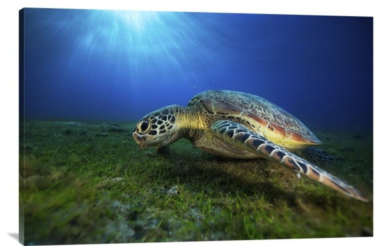"Green Turtle" Stretched Canvas Giclee by Barathieu Gabriel, 36x24"