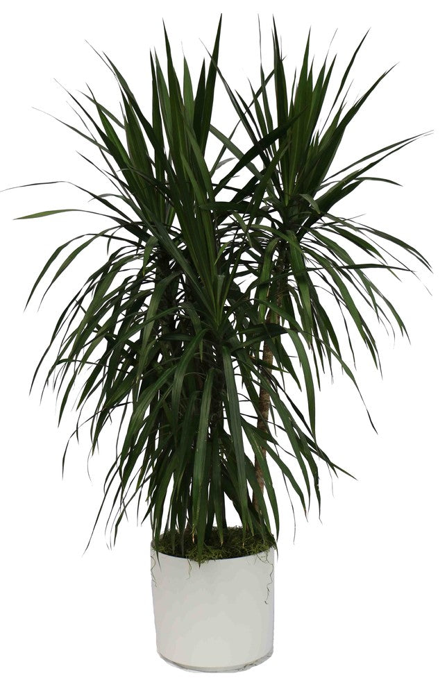 Live 4' Marginata Package, White