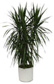Live 4' Marginata Package, White