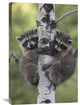 "Raccoon Two Babies Climbing Tree, North America" Artwork, 20" x 30"