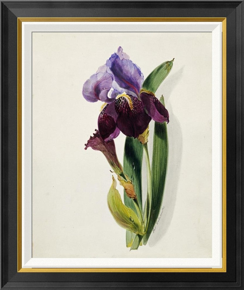 "A Flag Iris" Framed Canvas Giclee by Thomas Holland, 24x28"