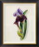 "A Flag Iris" Framed Canvas Giclee by Thomas Holland, 24x28"