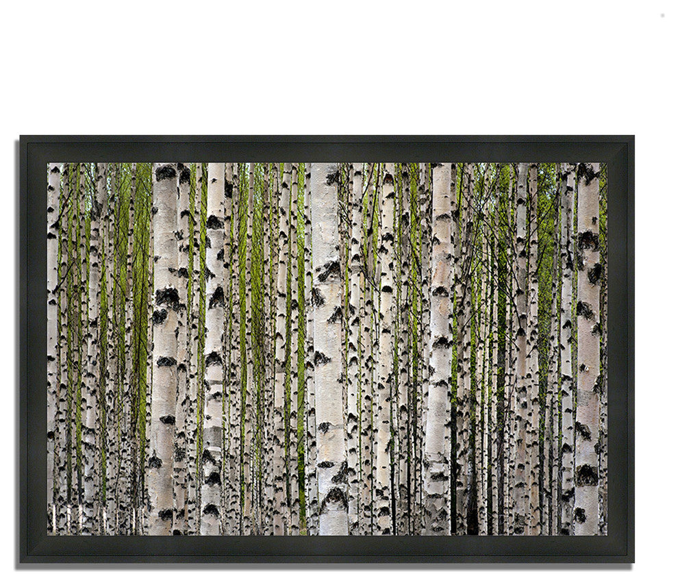 "Spring Birch", Framed Photograph Print, Ready To Hang