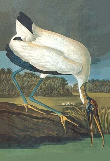 Wood Stork - Canvas Poster 20" x 30"