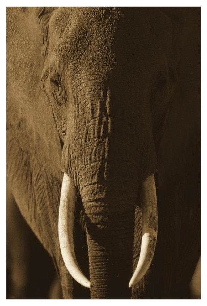 "African Elephant male portrait with long tusks, Kenya" Paper Art, 26"x38"