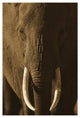 "African Elephant male portrait with long tusks, Kenya" Paper Art, 26"x38"