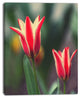 Large Tulips on Green Background, Large Flower Canvas Art Print, 12"x20"
