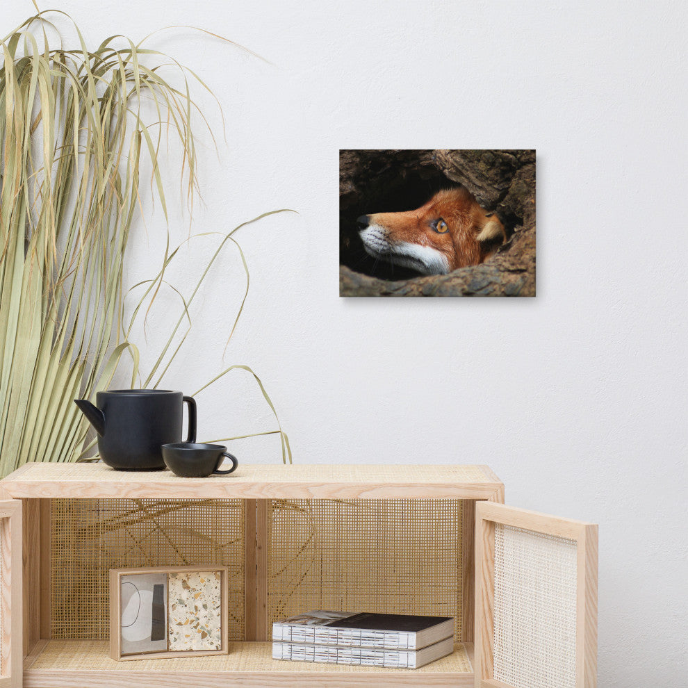 Red Fox Face in Stump Animal Wildlife Nature Photograph Canvas Wall Art Prints, 12" X 16"