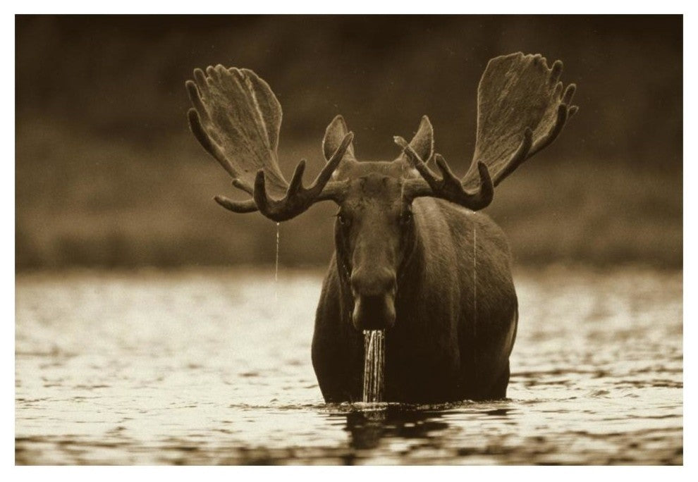 "Moose raising head while feeding, North America" Paper Art, 20"x14"