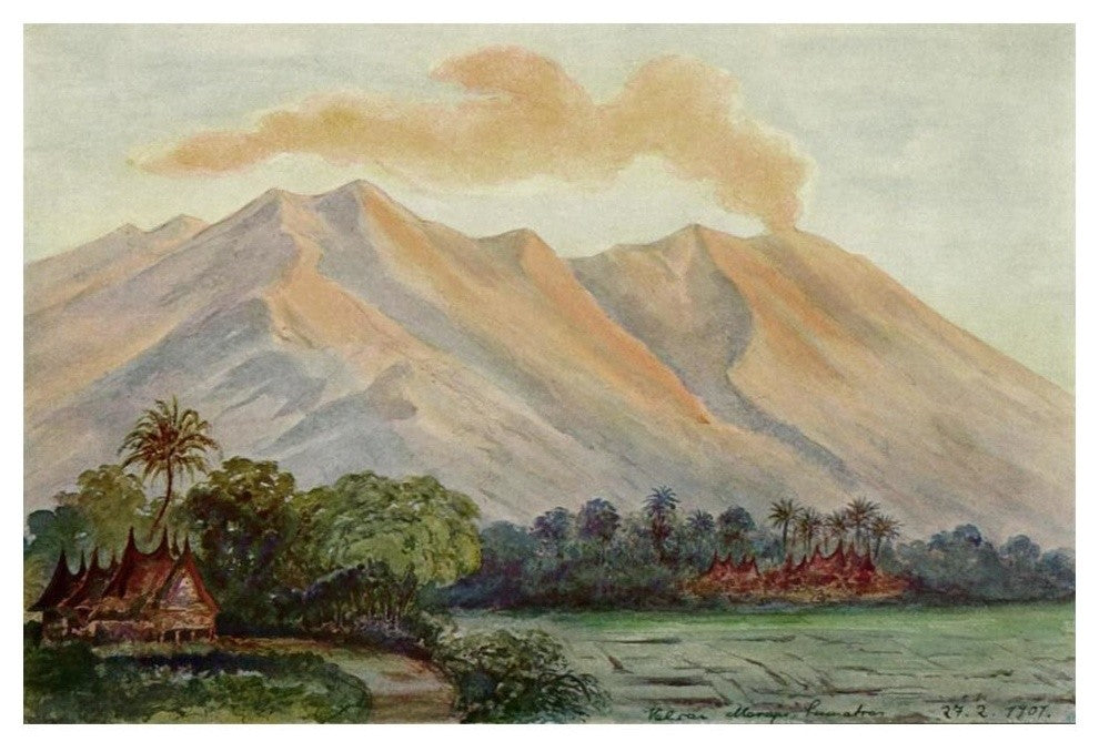 "Riesen-Myrte von Ceylon Urwald von Horton-Plains" Print, 20"x14"