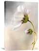 "Cosmos" Stretched Canvas Giclee by Mandy Disher, 20x30"