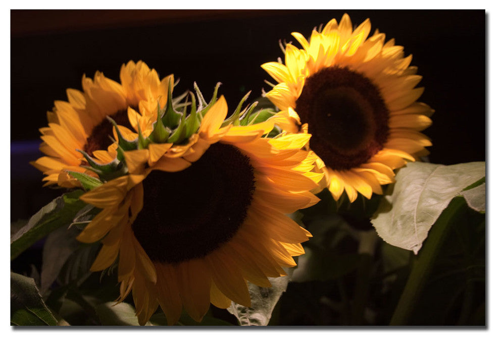 'Sunflower I' Canvas Art by Martha Guerra