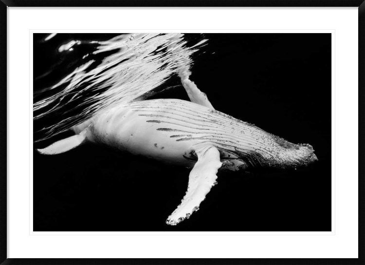 "Black and Whale" Framed Digital Print by Barathieu Gabriel, 44x32"