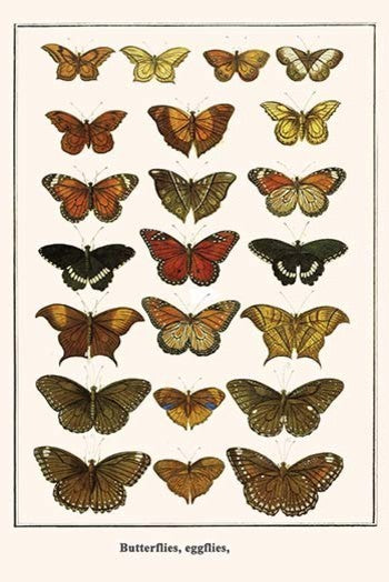 Butterflies, Eggflies, - Gallery Wrapped Canvas Art 28" x 42"