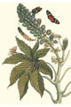 Castor Oil Tree with a Moth- Framed Paper Poster 20" x 30"