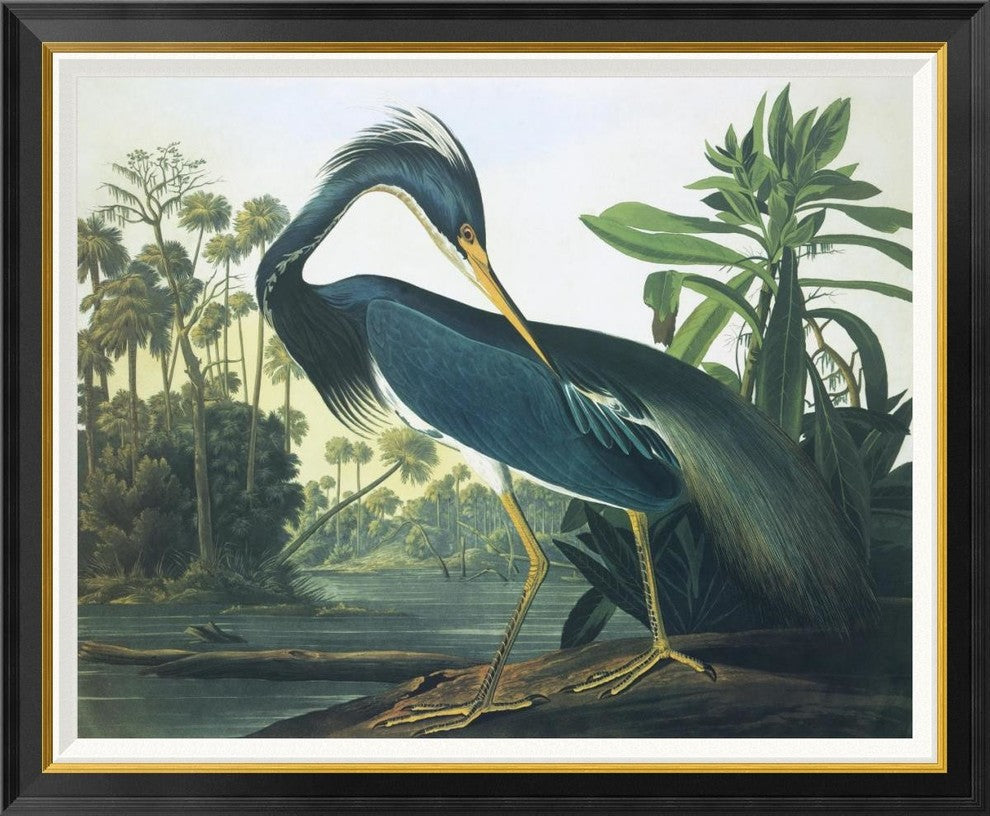 "Louisiana Heron" Framed Canvas Giclee by John James Audubon, 41x34"