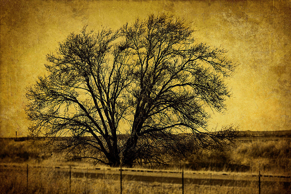"Roadside Tree" Painting Print on Canvas by Malek