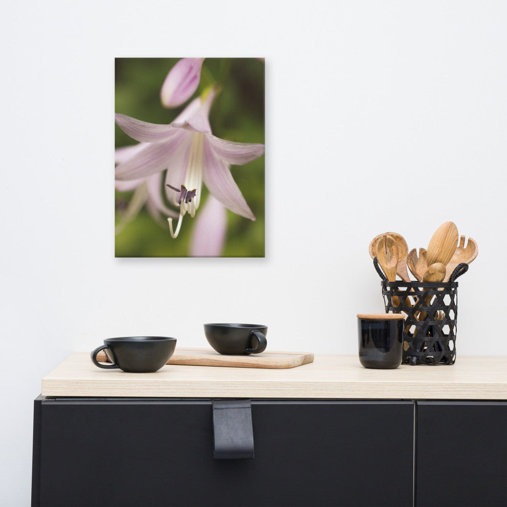 Softened Hosta Bloom Floral Nature Photo Canvas Wall Art Print, 12" X 16"