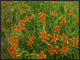"Orange Daylily growing in meadow, North America"  by Tim Fitzharris, 33x25"