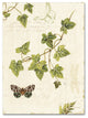 ''Ivies and Ferns II'' Canvas Art by Lisa Audit