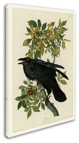 Audubon 'Ravenplate 101' Canvas Art, 32 x 22