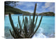 "Cactus Growing Along Trunk Bay,  Virgin Islands" Artwork, 24" x 18"
