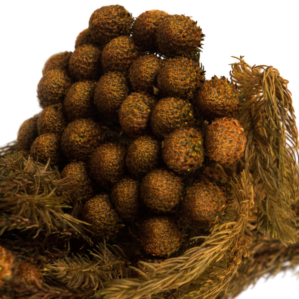 Brunia Stem Bundles, Preserved , Autumn, 12-16"