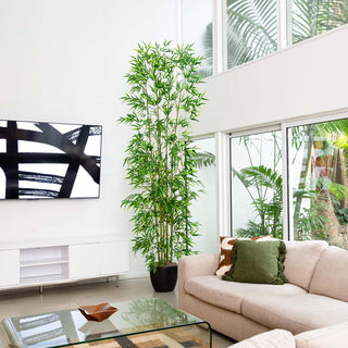 Shown in a real living room environment (lifestyle), full plant visible.