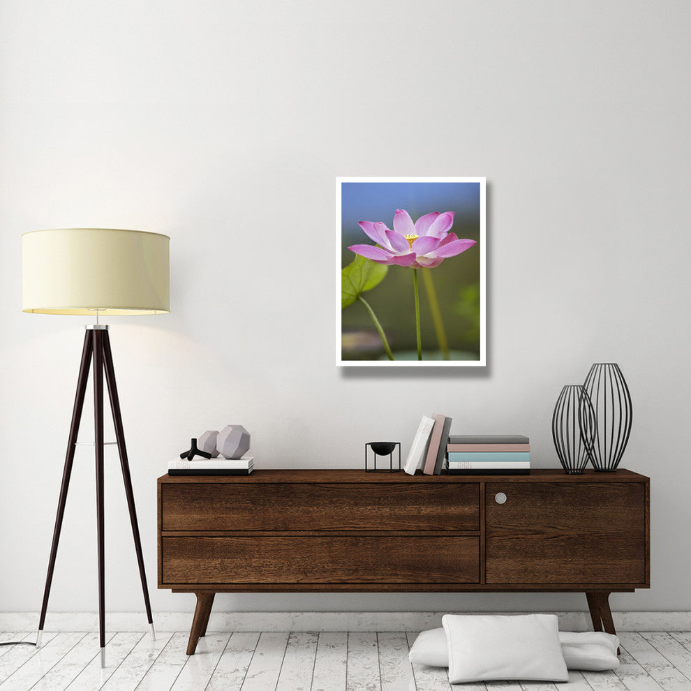 "Sacred Lotus flower, native to Asia" Paper Print by Tim Fitzharris, 26"x34"