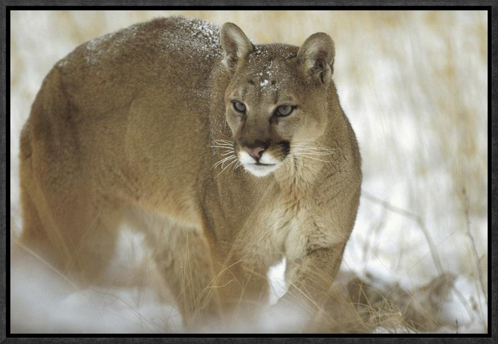 "Mountain Lion portrait in winter, Montana"  by Tim Fitzharris, 19x13"