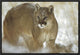 "Mountain Lion portrait in winter, Montana"  by Tim Fitzharris, 19x13"