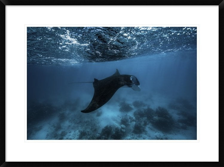 "Manta Ray" Framed Digital Print by Barathieu Gabriel, 32x24"
