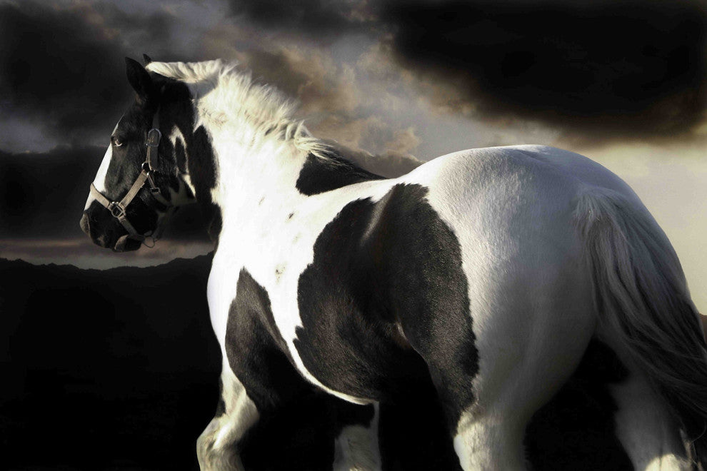 "Halo" Print on Canvas by Maggie Dee