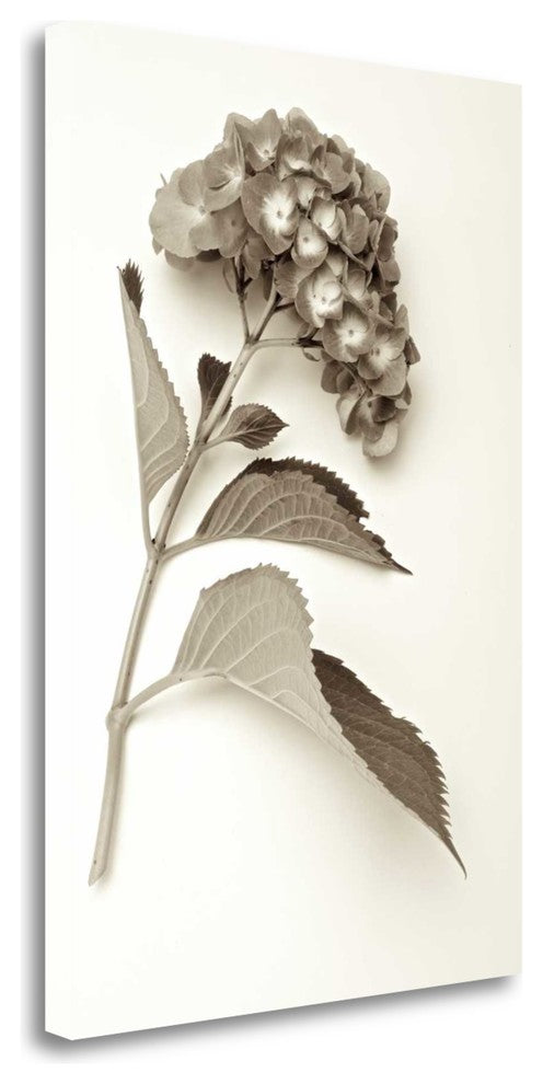 "Garden Bloom - 1" By Alan Blaustein, Giclee Print on Gallery Wrap Canvas