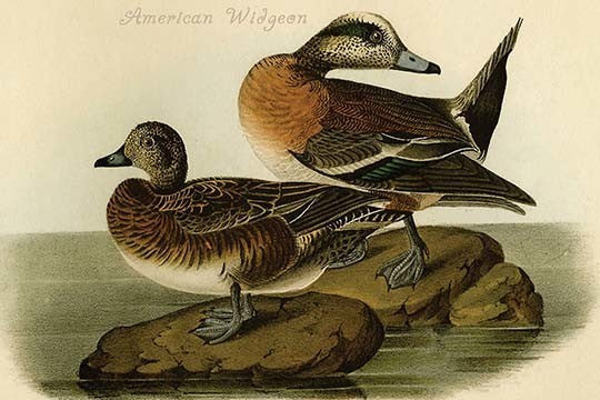 American Widgeon - Fine Art Giclee Print 24" x 36"