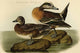 American Widgeon - Fine Art Giclee Print 24" x 36"