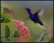 Violet Sabre-Wing Male Hummingbird Feeding At Flower, Costa Rica, 32"x24"