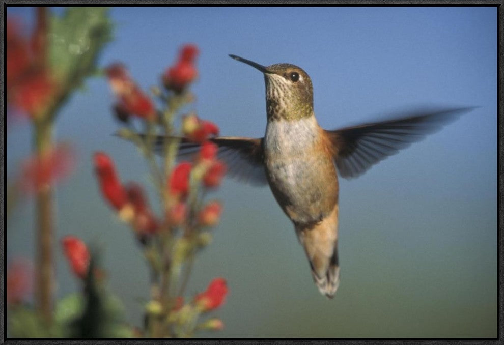 Rufous Hummingbird Feeding On The Nectar Of A Desert Figwort New Mexico, 30"x20"