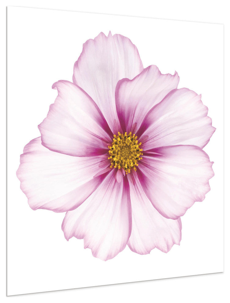 "Magenta Cosmo on White" Wall Art Frameless Free Floating Tempered Glass