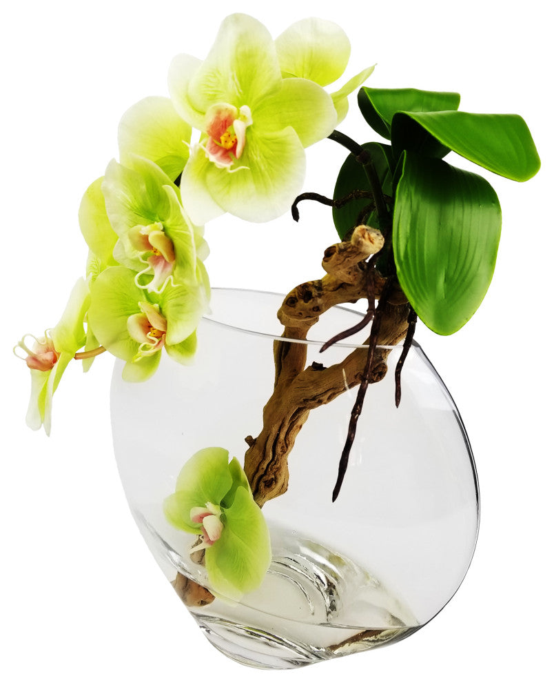 Phalaenopsis orchid with grape wood in 10" moon vase, Green