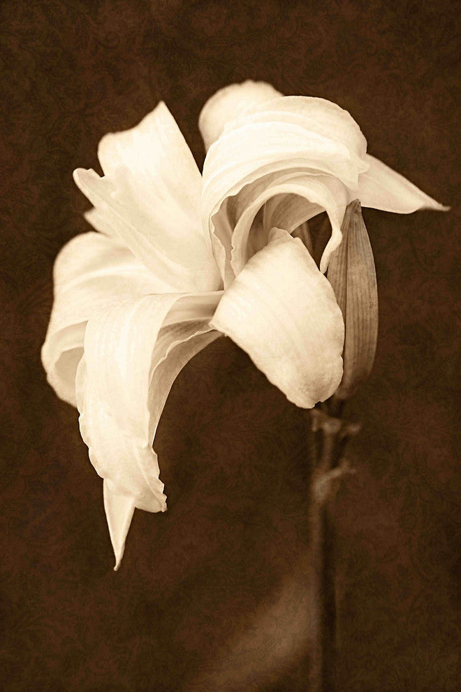 "Petal Profusion" Painting Print on Canvas by Robertson